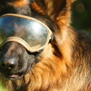 Okulary dla psa