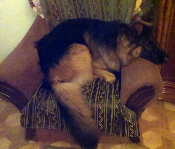 Pies na fotelu