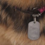 Nieśmiertelnik – identyfikator dla psa od Engrave [test]