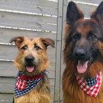 Chustka – bandanka dla psa DIY