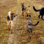 Kurs komunikacji i interakcji społecznych psów w CANID