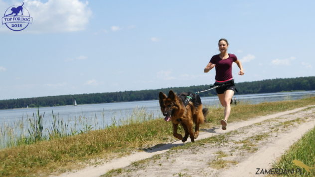 Młoda dziewczyna biegnie z psem trenując canicross