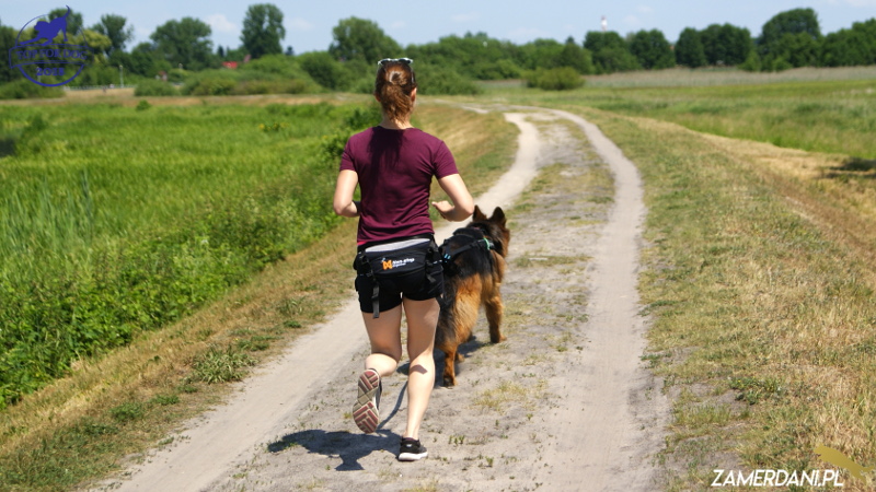Młoda dziewczyna biegnie z psem trenując canicross