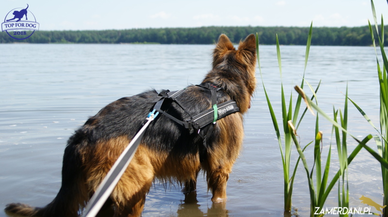 Owczarek niemiecki stoi w wodzie i patrzy na jezioro. Ma na sobie uprząć freemotion marki non-stop dogwear i smycza amortyzującą.