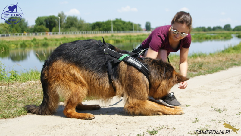 Dziewczyna prowadzi rozgrzewkę z psem - owczarkiem niemieckim. Pies ma na sobie szelki do biegania.