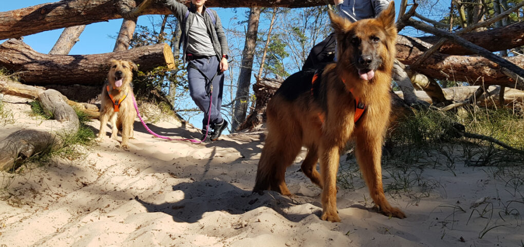 Piesza psia turystyka jest coraz częściej określana mianem dogtrekkingu, czyli wypraw z psami. Czym jest trekking z psem, jak przygotować na niego psiego turystę i na co zwrócić uwagę? Odpowiedź na blogu.