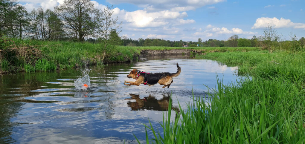 Bezpieczne wakacje nad wodą z psem