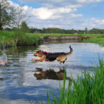 Bezpieczne wakacje nad wodą z psem