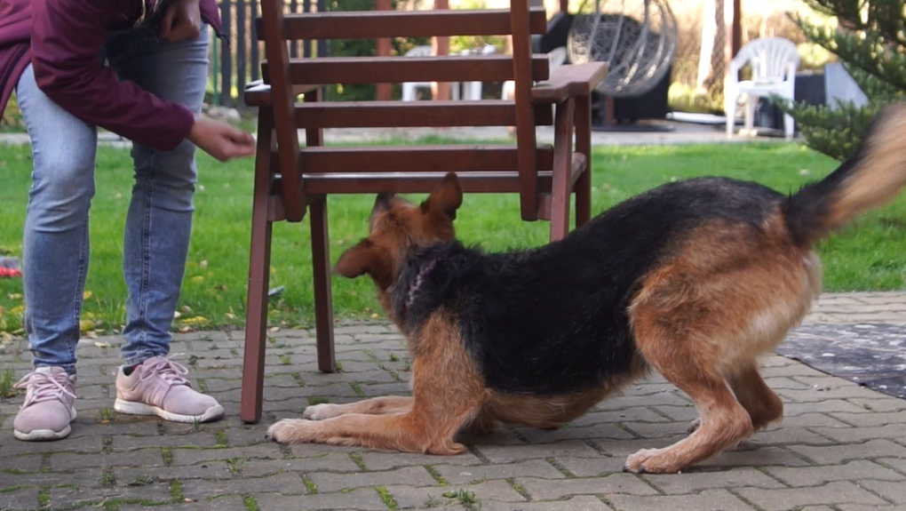 Rozpocznij z nami swoją przygodę z Nosework