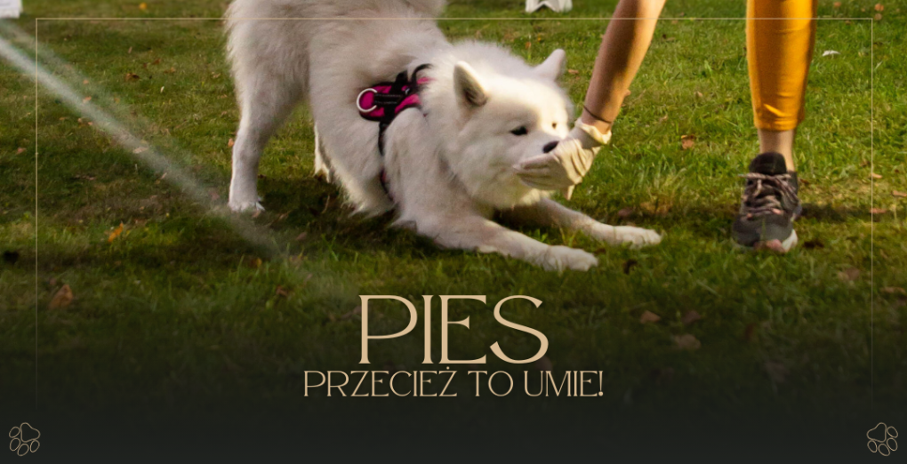 Gdy proste „siad” jest za trudne - o limitach psów i ludzi.