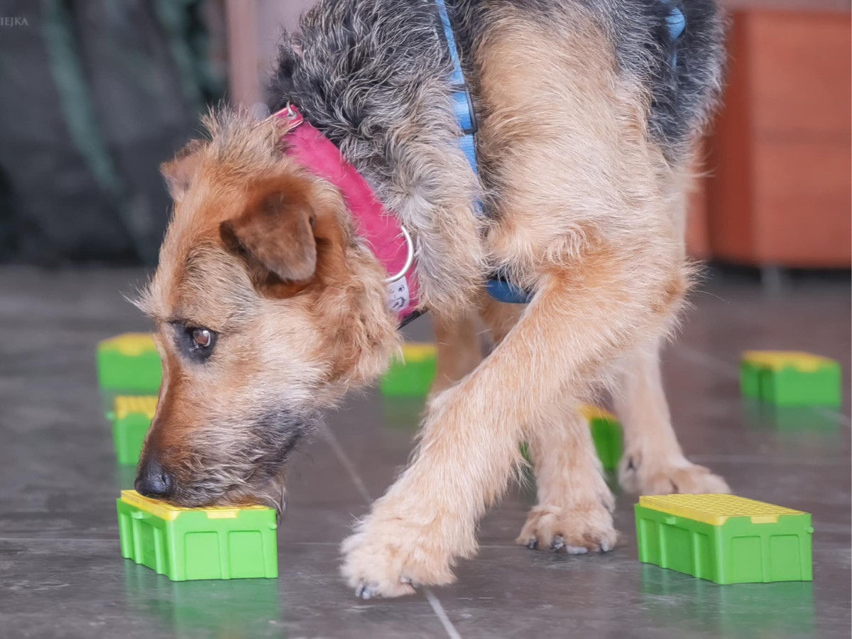 Nosework Lublin – trening węchowy psa w Zamerdanej Szkole dla Psów
