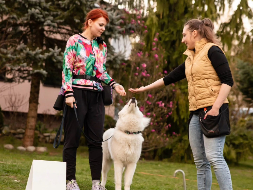 Konsultacja indywidualna z trenerką psów w Lublinie