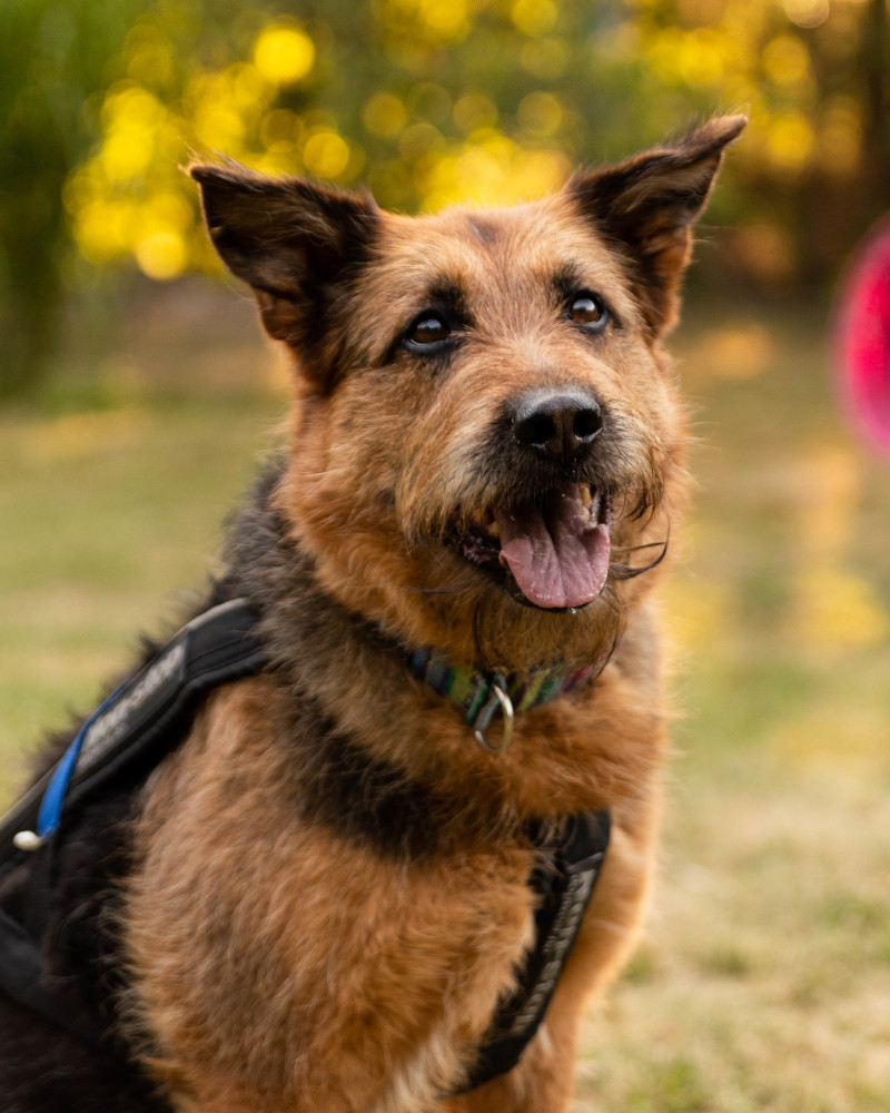 Elza – adoptowany kundelek w typie terriera