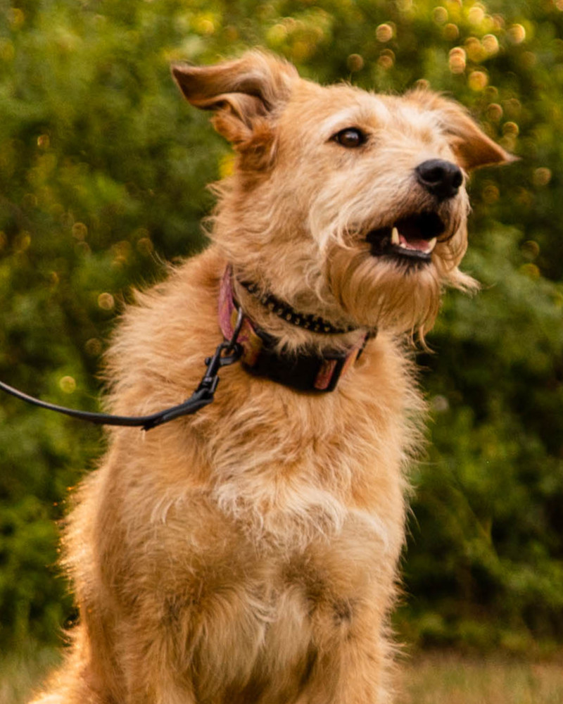 Merci – adoptowany kundelek w typie terriera