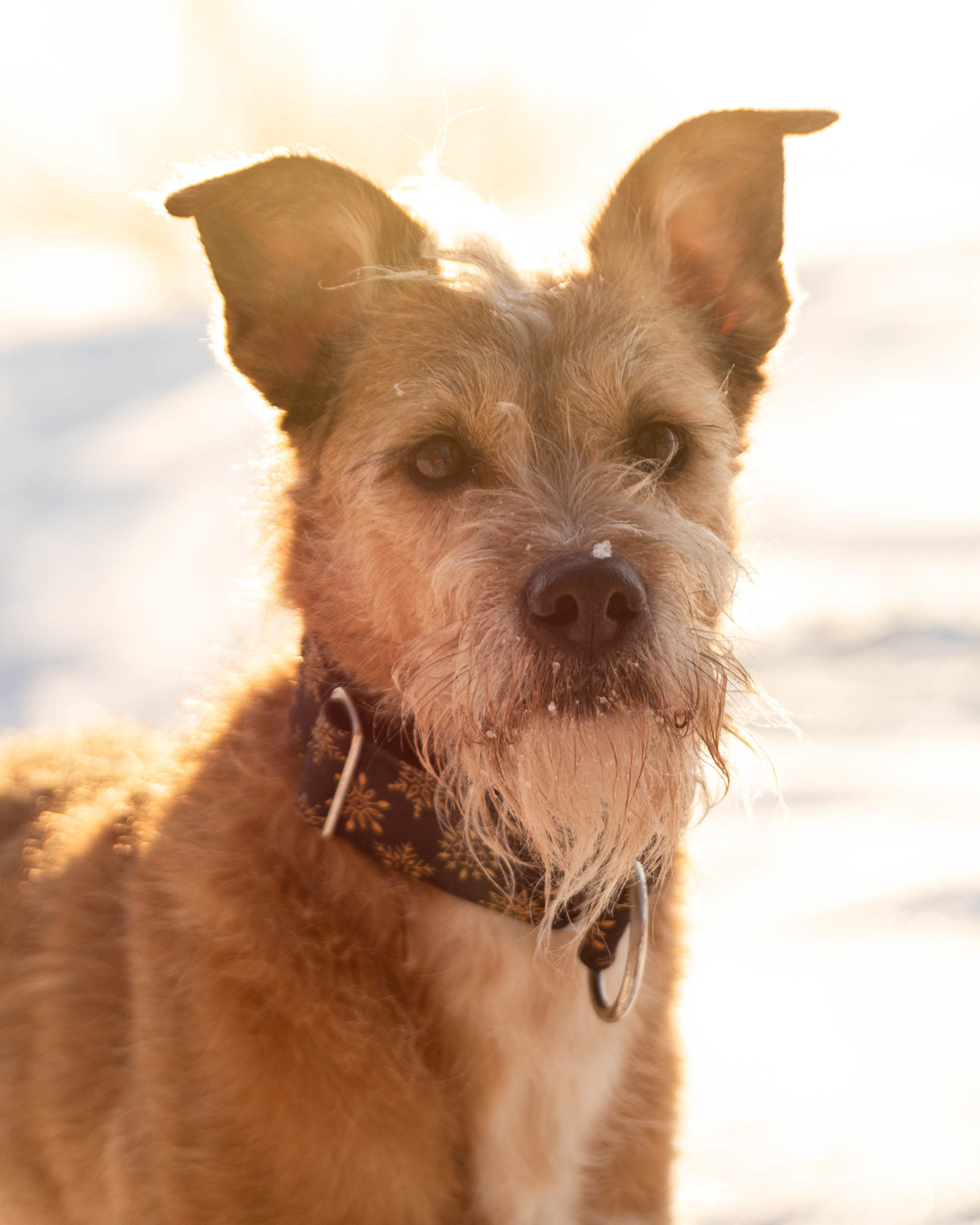 Molly – adoptowany kundelek w typie terriera